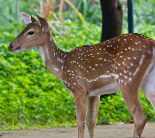 Guindy Childrens Park